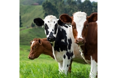 Three cows standing in a green field.